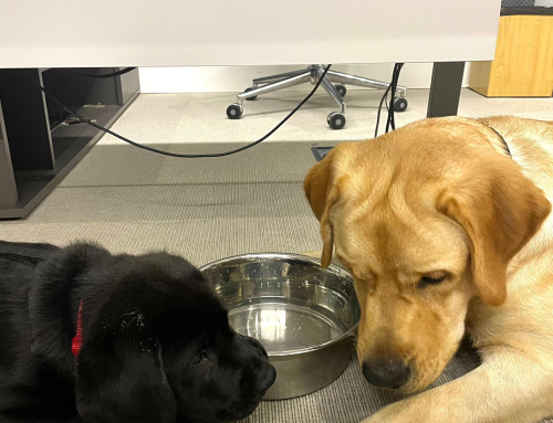 LOS PERRUNOS COLEGIALES DEL MENDEL